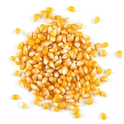 Maize (Corn)